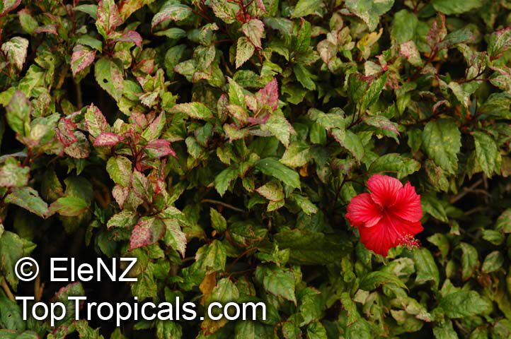 Hibiscus rosa-sinensis variegatus, Variegated Hibiscus, Hibiscus Cooperi