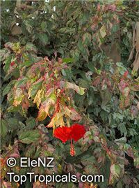 Hibiscus rosa-sinensis variegatus, Variegated Hibiscus, Hibiscus Cooperi

Click to see full-size image