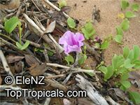 Ipomoea pes caprae, Ipomoea biloba , Beach Morning Glory, Gost Foot Creeper, Railroad Vine

Click to see full-size image