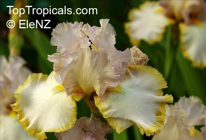 Iris (Bearded Hybrids, yellow flower), Bearded Iris. Iris 'Chartreuse Ruffles'
