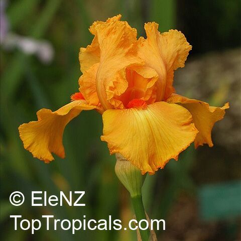 Iris (Bearded Hybrids, yellow flower), Bearded Iris. Iris 'China Dragon'