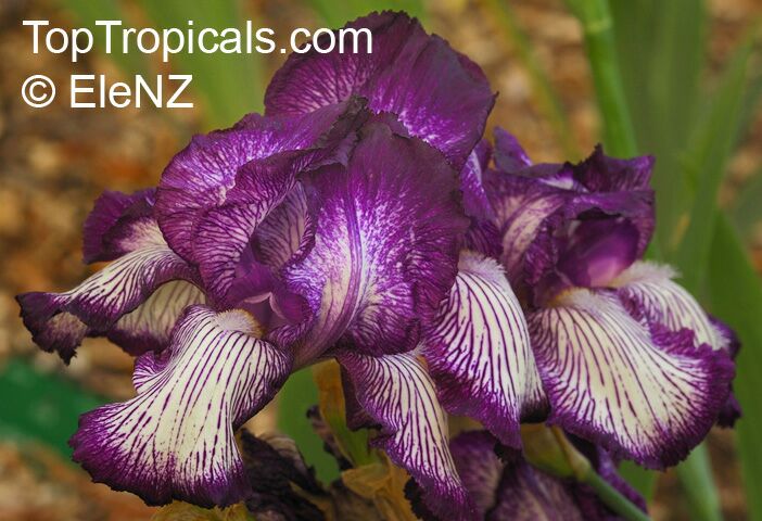 Iris (Bearded Hybrids), Bearded Iris. Iris Cote dOr