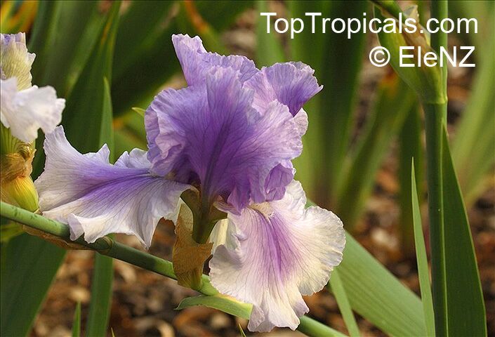 Iris (Bearded Hybrids), Bearded Iris. Iris Olympiad