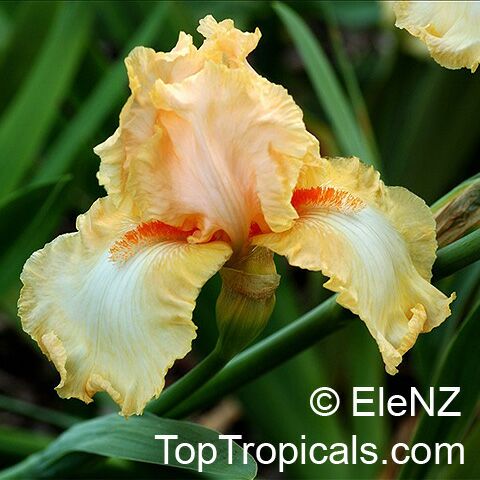 Iris (Bearded Hybrids, yellow flower), Bearded Iris. Iris 'Swahili'