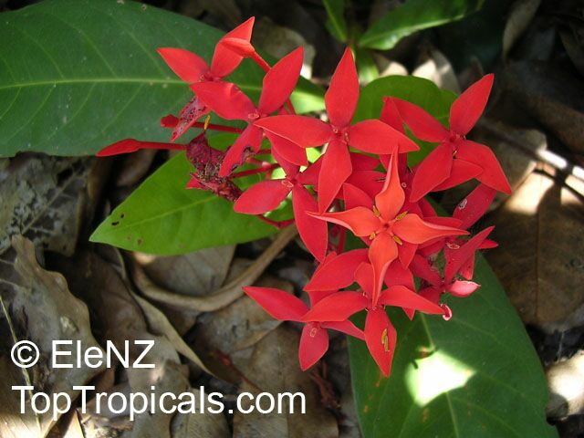 Ixora sp., Jungle Flame, Needle Flower