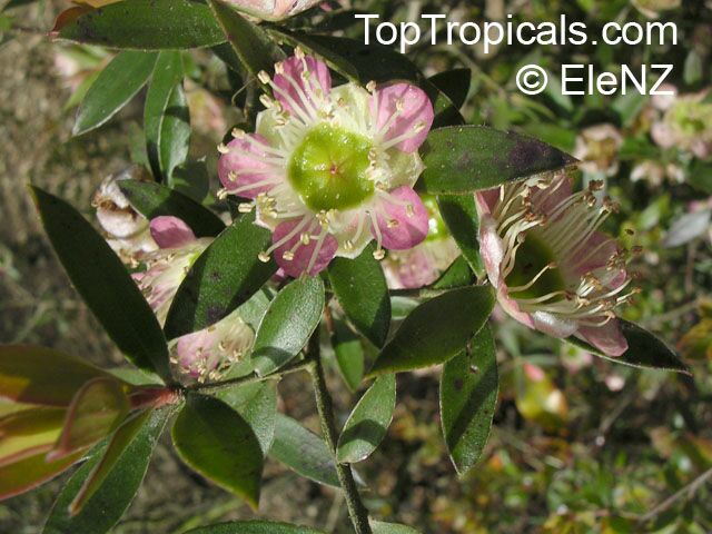 Leptospermum sp., New Zealand Tea Tree