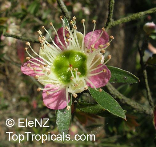 Leptospermum sp., New Zealand Tea Tree. Leptospermum macrocarpum