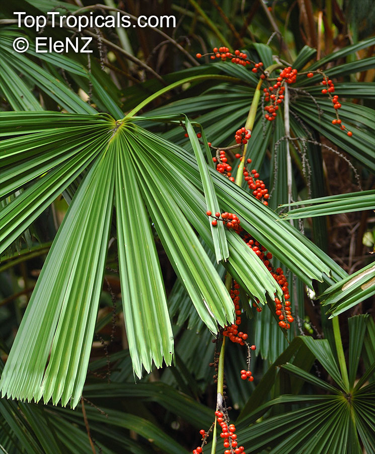 Licuala sp., Ruffled Fan palm