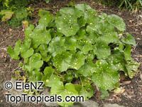 Farfugium japonicum, Leopard Plant, Green Leopard Plant

Click to see full-size image