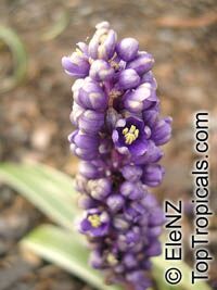 Liriope muscari, Liriope, Border Grass, Lily-turf

Click to see full-size image