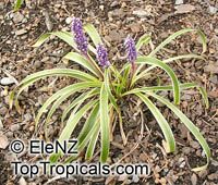 Liriope muscari, Liriope, Border Grass, Lily-turf

Click to see full-size image