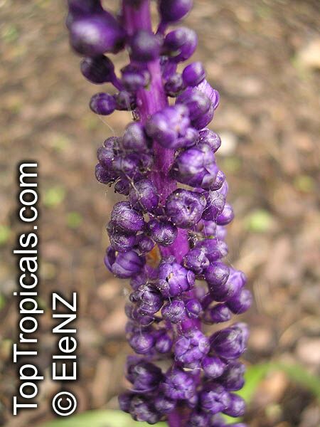Liriope muscari, Liriope, Border Grass, Lily-turf. Liriope muscari Royal Purple
