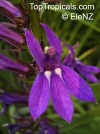 Lobelia x gerardii , Hybrid Lobelia

Click to see full-size image