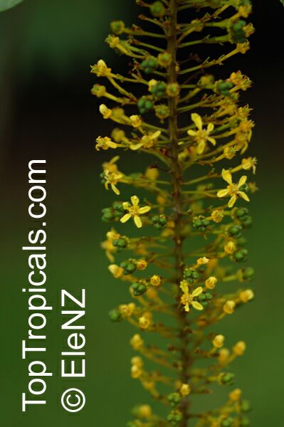 Lophanthera lactescens, Golden Chain Tree