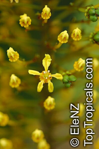 Lophanthera lactescens, Golden Chain Tree