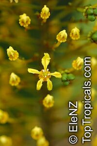 Lophanthera lactescens, Golden Chain Tree

Click to see full-size image
