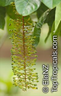 Lophanthera lactescens, Golden Chain Tree

Click to see full-size image