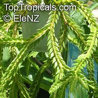 Lycopodium sp., Rock Tassel Fern, Club Moss

Click to see full-size image