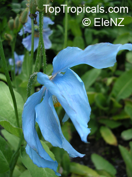 Meconopsis sp., Himalayan Blue Poppy