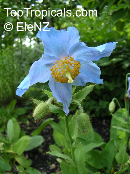 Meconopsis sp., Blue Poppy