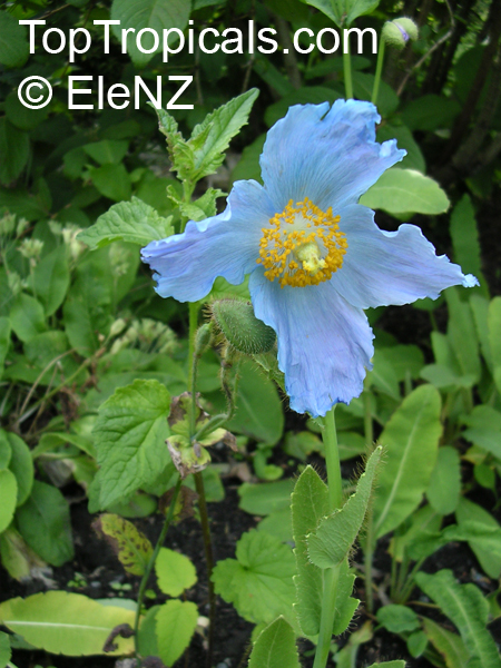 Meconopsis sp., Blue Poppy
