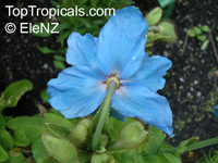 Meconopsis sp., Blue Poppy

Click to see full-size image