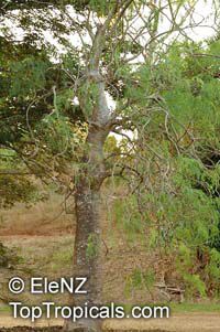 Moringa drouhardii, Malagasy Moringa