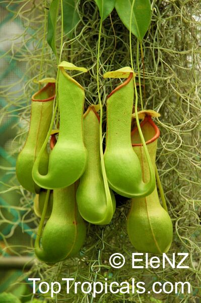 Nepenthes alata Boschiana