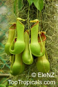 Nepenthes alata, Nepenthes graciliflora, Winged Nepenthes, Pitcher Plant

Click to see full-size image