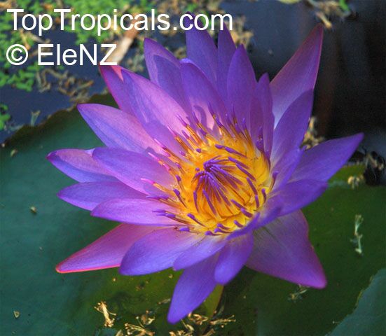 Nymphaea sp., Water Lily