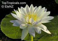 Nymphaea sp., Water Lily