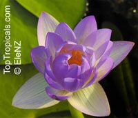 Nymphaea sp., Water Lily