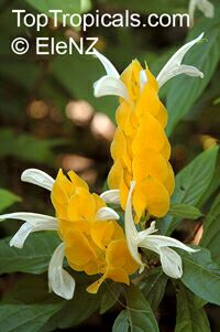 Pachystachys lutea ( ) - 