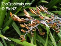 Phormium tenax , New Zealand Flax 

Click to see full-size image