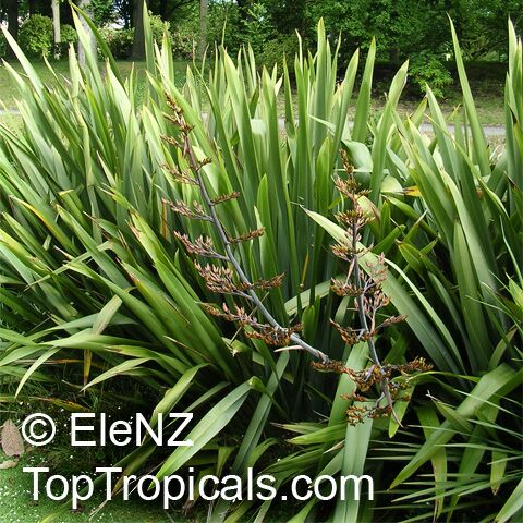 Phormium tenax , New Zealand Flax 