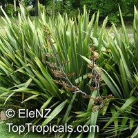 Phormium tenax - seeds

Click to see full-size image