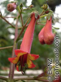 Phygelius sp., Cape Fuchsia, Digging Dog

Click to see full-size image