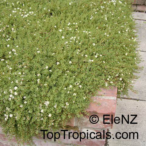 Pimelea prostrata, Pimelea coarctica , Riceflower, Pinatoro, New Zealand Daphne, Strathmore Weed