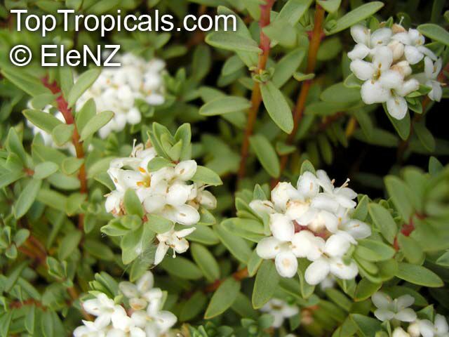 Pimelea prostrata, Pimelea coarctica , Riceflower, Pinatoro, New Zealand Daphne, Strathmore Weed