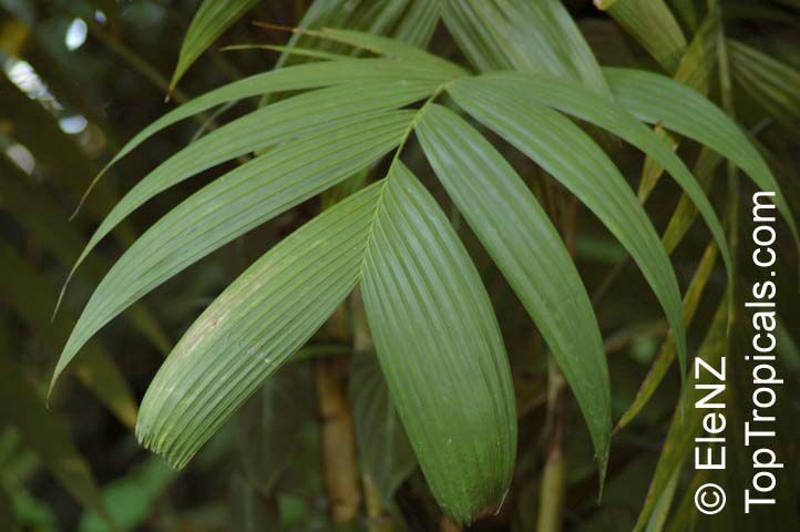 Pinanga sp., Pinanga Palm