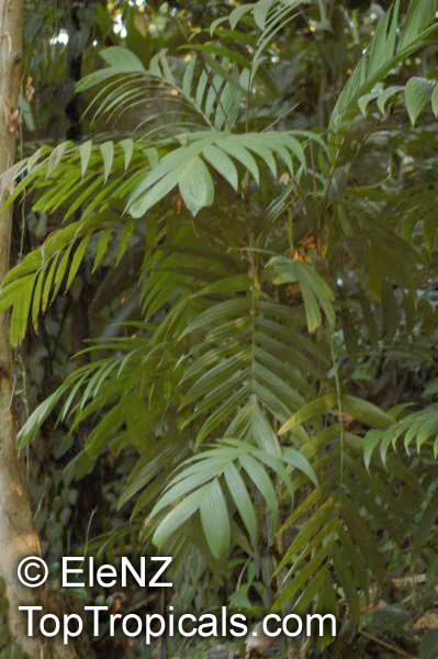 Pinanga sp., Pinanga Palm
