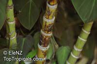 Pinanga sp., Pinanga Palm

Click to see full-size image
