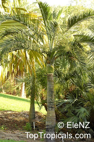 Pseudophoenix sargentii, Pseudophoenix saonae, Pseudophoenix vinifera, Buccaneer Palm, Cherry Palm