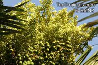 Pseudophoenix sargentii, Pseudophoenix saonae, Pseudophoenix vinifera, Buccaneer Palm, Cherry Palm

Click to see full-size image