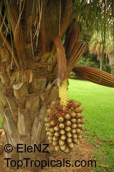 Attalea cephalotus, Scheelea cephalotes, Shapaja, American Oil Palm