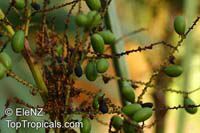 Serenoa repens, Sabal serrulata, Saw Palmetto

Click to see full-size image