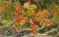 Sterculia foetida, Peon, Indian Almond, Hazel Sterculia, Java Olive, Skunk Tree

Click to see full-size image