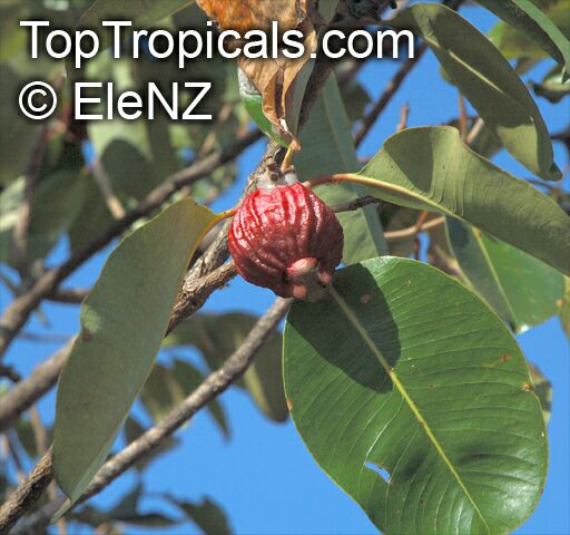 Syzygium suborbiculare, Eugenia suborbicularis, Red Bush Apple, Lady Apple
