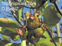 Syzygium suborbiculare, Eugenia suborbicularis, Red Bush Apple, Lady Apple

Click to see full-size image