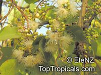 Syzygium suborbiculare, Eugenia suborbicularis, Red Bush Apple, Lady Apple

Click to see full-size image